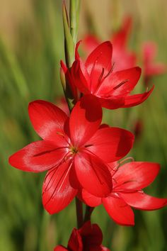 red flowers with green stems in the background