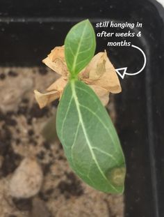 a close up of a green leaf on a plant