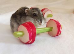 a small rodent is sitting on top of a toy car with two red and green wheels