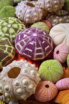 many different colored sea urchins in a basket