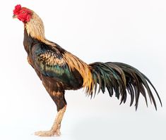 a rooster standing on its hind legs in front of a white background