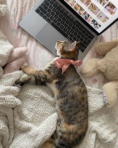 a cat laying on top of a bed next to a laptop computer and stuffed animals