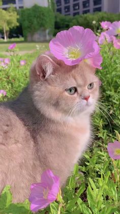 a cat sitting in the grass with pink flowers on its head and eyes looking at the camera