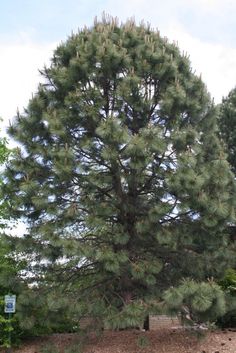 a large pine tree sitting in the middle of a field