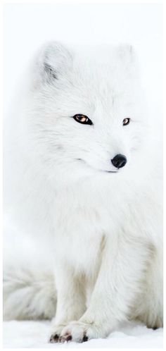 a white fox sitting on top of snow covered ground with its eyes wide open and looking at the camera