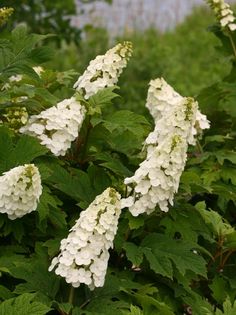 white flowers with green leaves in the foreground