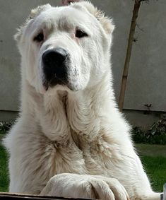 a large white dog sitting in the grass