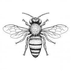 a black and white drawing of a bee with two antennae on it's head