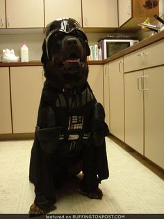 a dog dressed as darth vader in a kitchen