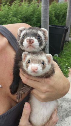 a woman holding two ferrets in her hands