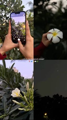 four different pictures with one person holding a cell phone and the other looking at flowers