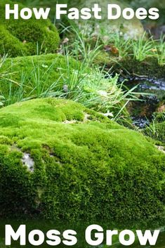 moss growing on rocks with the words how fast does moss grow? in front of it