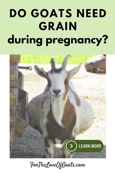 a goat with the words do goats need grain during pregancy? on it