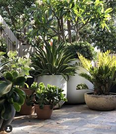 several potted plants are sitting on the ground