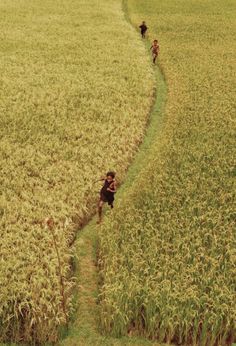 two people are walking down a path in a wheat field, with one person on the other side