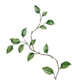 a branch with green leaves on it