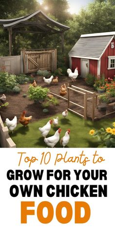 chickens in the yard with text overlay top 10 plants to grow for your own chicken food