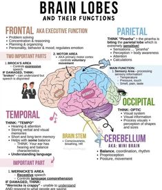 the brain and its functions are labeled in different languages, including words that describe their functions