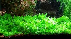 an aquarium filled with lots of green plants