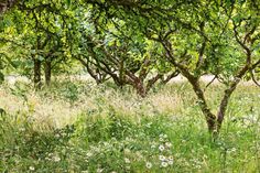 an open field with trees and grass in the foreground, surrounded by wildflowers