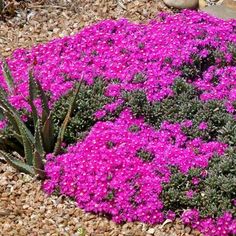 purple flowers are growing in the middle of a rock garden area with rocks and gravel