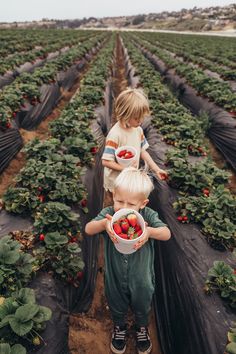 two young children standing in a strawberry field holding bowls of strawberries and looking at each other