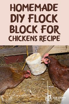 the homemade diy flock block for chickens recipe is an easy way to keep them from pecking