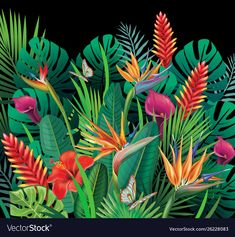 tropical flowers and leaves on a black background stock photo - image 349782