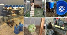 several pictures of chickens in their coops and on the other side is a blue barrel