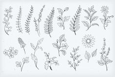 various types of flowers and leaves drawn by hand