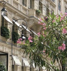 pink flowers are blooming on the side of a building