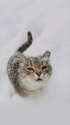 a cat in the snow looking up with its eyes wide open and it's nose covered by snow