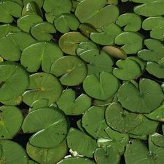 water lilies are growing in the pond with green leaves floating on it's surface