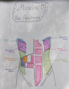 the muscles of the abdomen are labeled