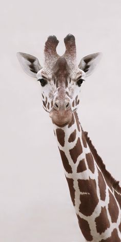 a giraffe is looking at the camera while standing in front of a white background