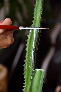 a person is trimming a green plant with scissors