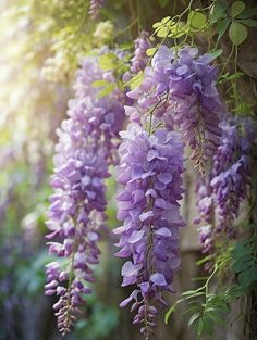 purple flowers growing on the side of a tree