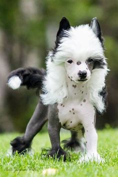 a black and white dog standing on top of a lush green field