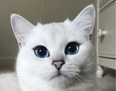 a white cat with blue eyes sitting on the floor