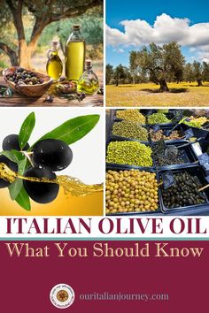 olives and olive oil are the main ingredients in this italian olive oil recipe that you should know about