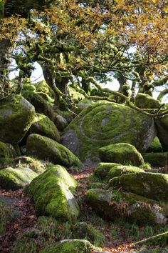 moss covered rocks and trees in the woods