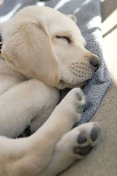 a white dog sleeping on top of a blue blanket