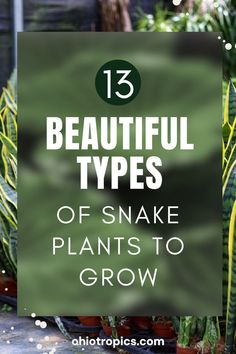 some plants with the words 13 beautiful types of snake plants to grow