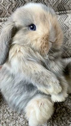 a gray and white rabbit sitting on top of a carpet