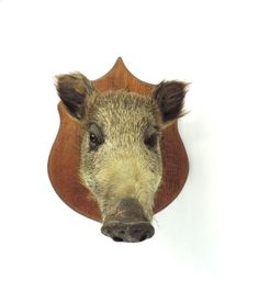 a boar head mounted on the wall with a wooden plaque in front of it's face