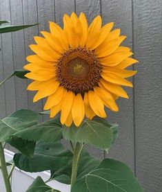 a large yellow sunflower sitting in front of a gray wall with green leaves on it