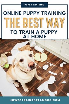 a dog sitting on the floor surrounded by pieces of paper with text overlay reading online puppy training the best way to train a puppy at home