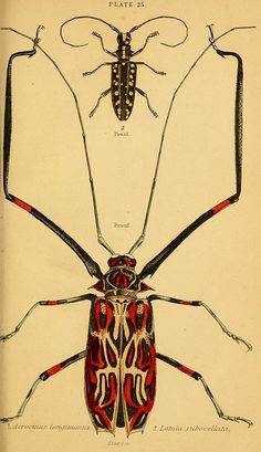 an illustration of two bugs with long antennae