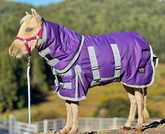 a small horse wearing a purple coat on top of a hill