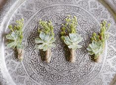 three small succulents are placed on a silver plate